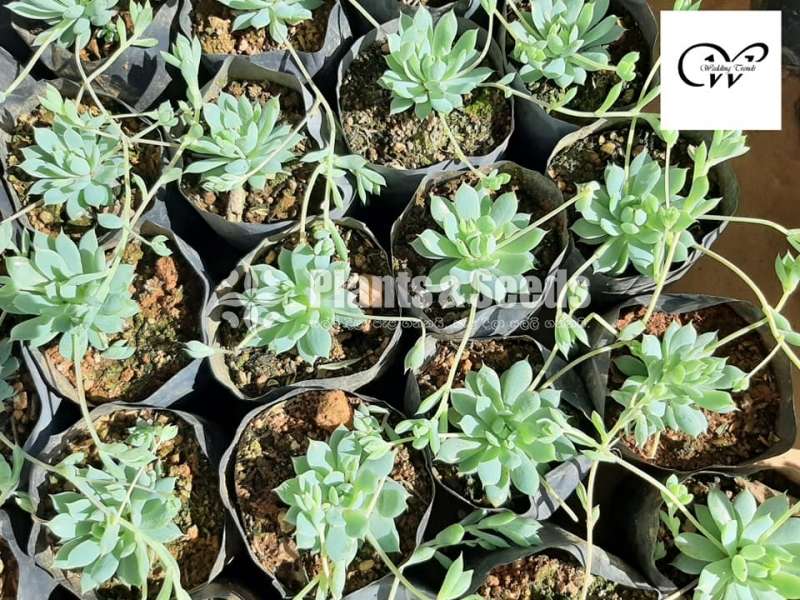 Succulent Plants