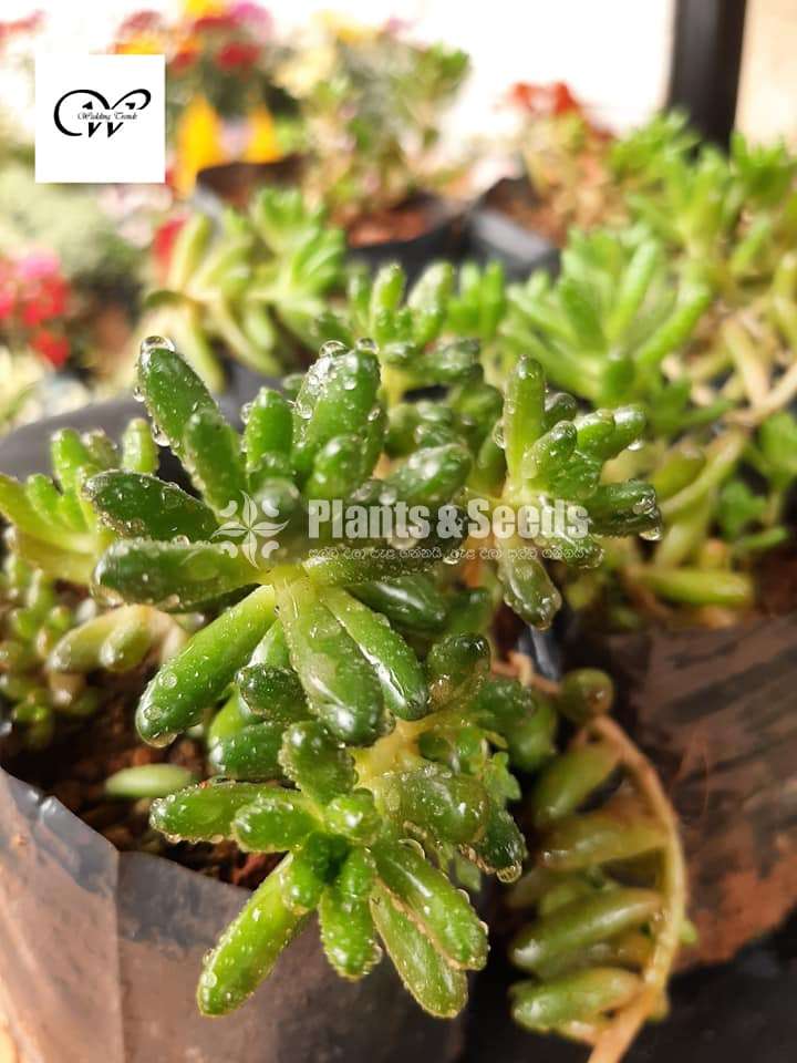 Succulent Plants
