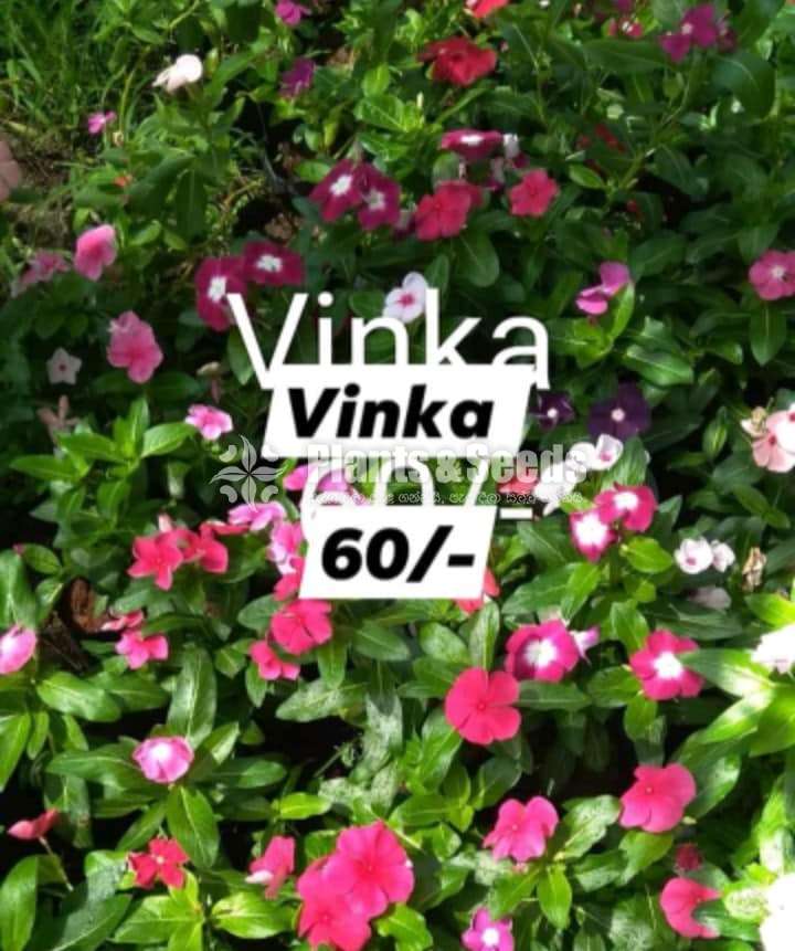 Vinka