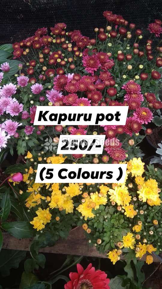 Kapuru(Pot)