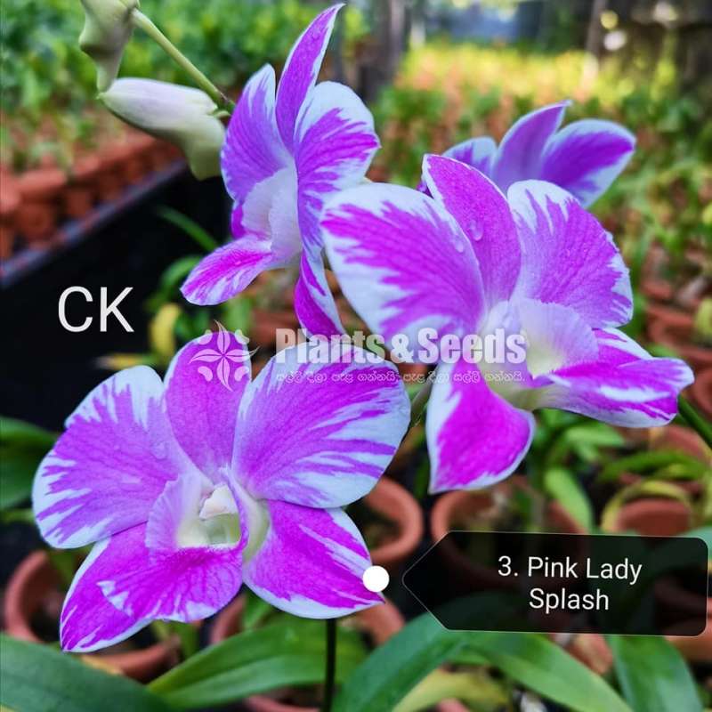 Dendrobium blooming size orchids