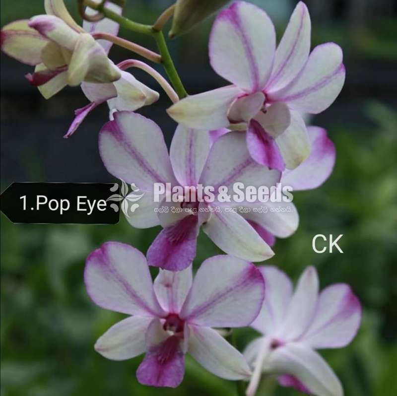 Dendrobium blooming size orchids