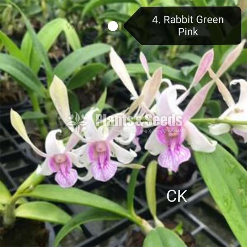Dendrobium blooming size orchids