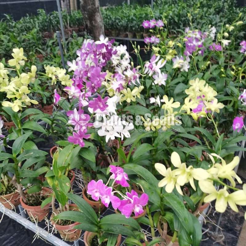 Dendrobium blooming size orchids