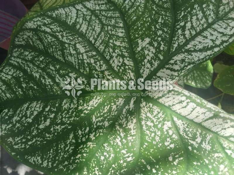 Caladium Collection 