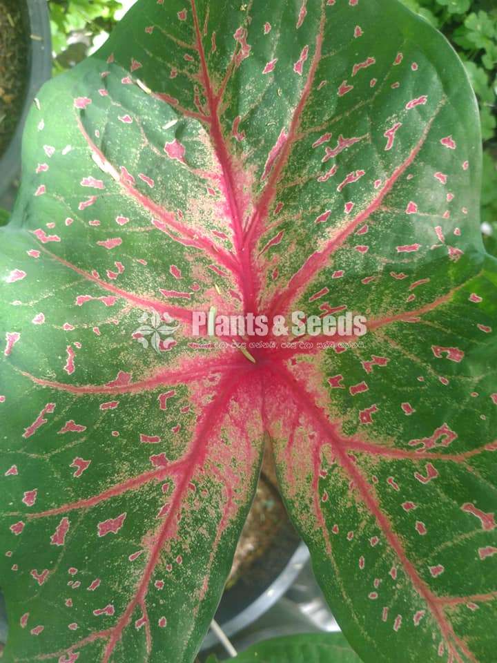 Caladium Collection 