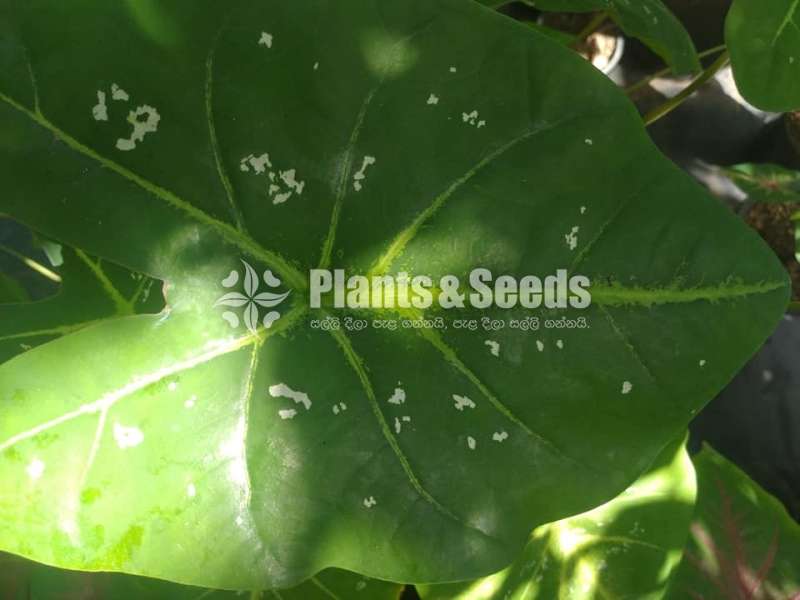 Caladium Collection 