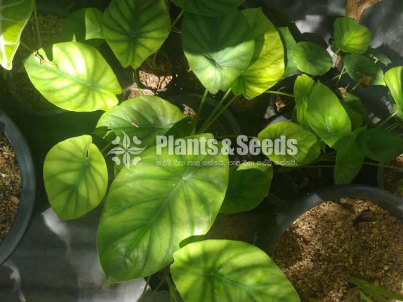 Caladium Collection 