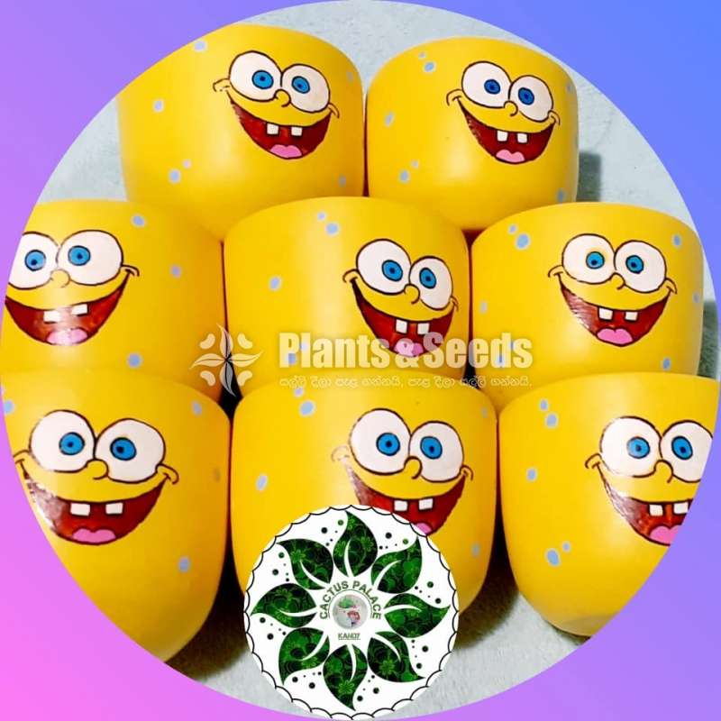 Decorative Cactus Pots(විසිතුරු මල් පැළ පොච්ච් )