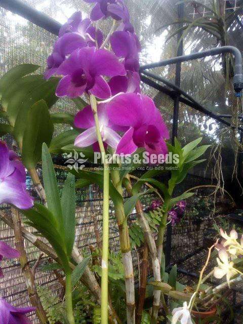 Dendrobium Orchid Plants