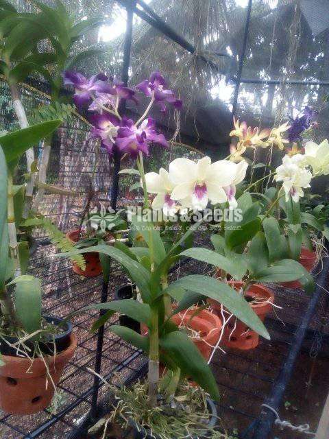Dendrobium Orchid Plants