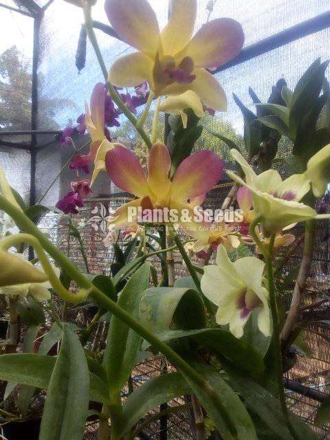 Dendrobium Orchid Plants