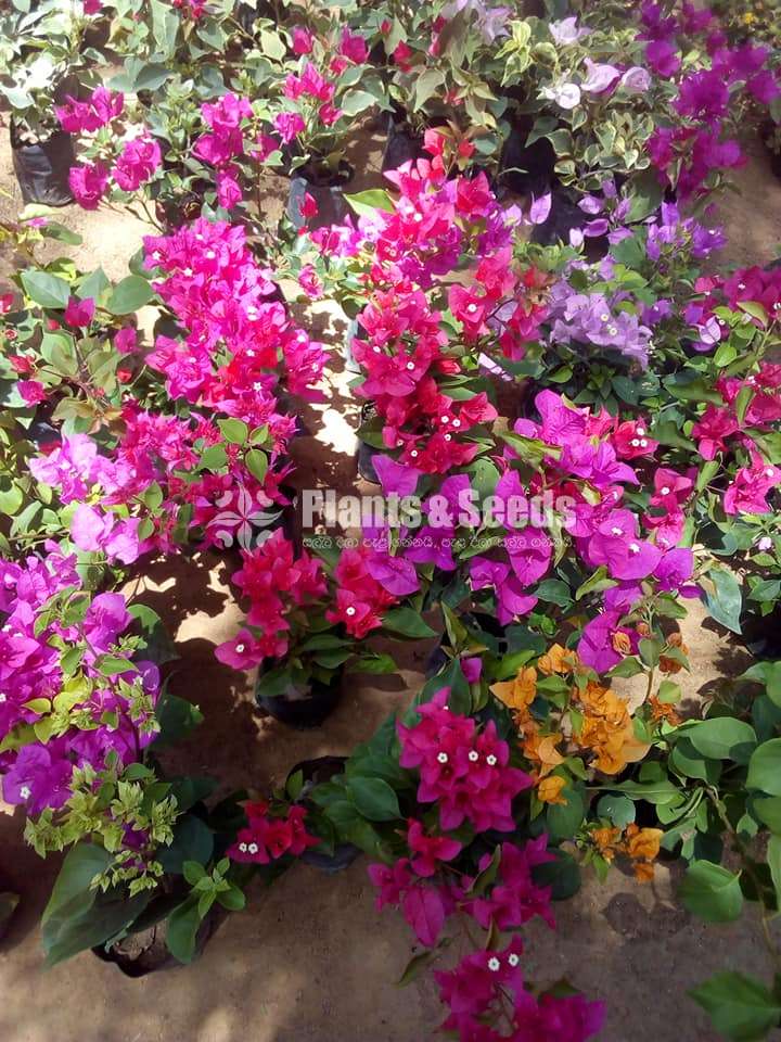 Bougainvillea (බෝගන්විලා)