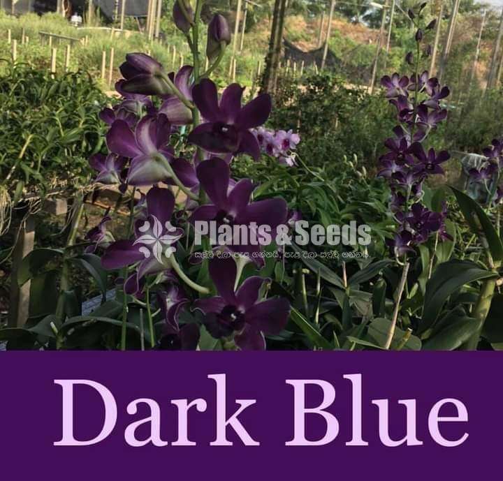 Dendrobium Orchid Plants (Thailand)