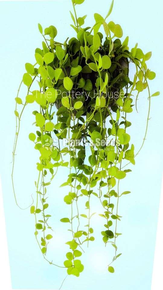 Hanging Plant-Dischidia Nummularia