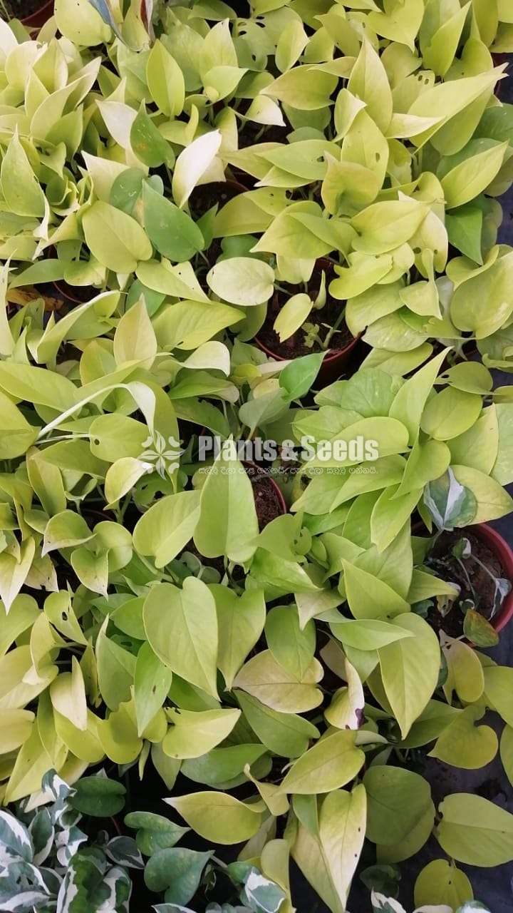 Pothos Collection