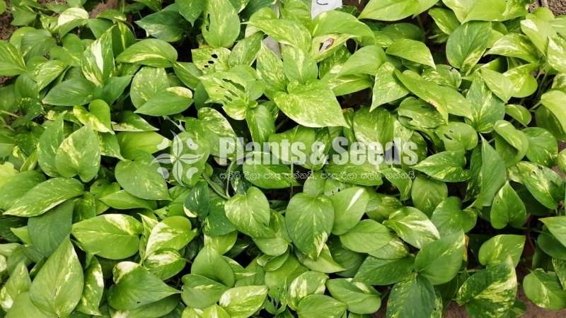 Pothos Collection