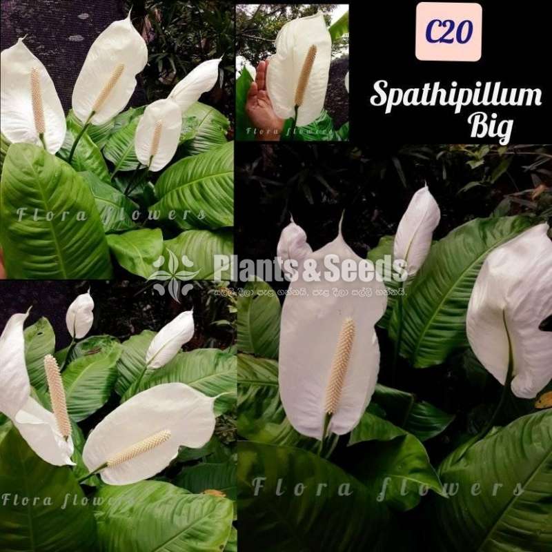 Peace Lilly (White Lilly )