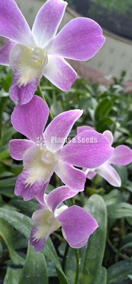 Dendrobium Orchid Plants