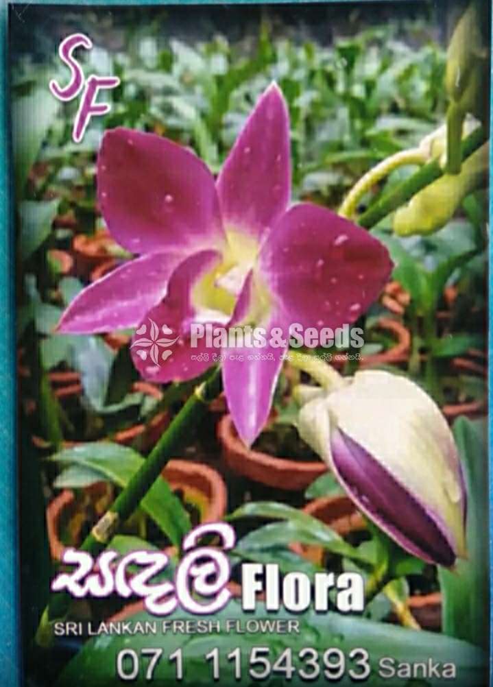 Dendrobium Orchid Plants