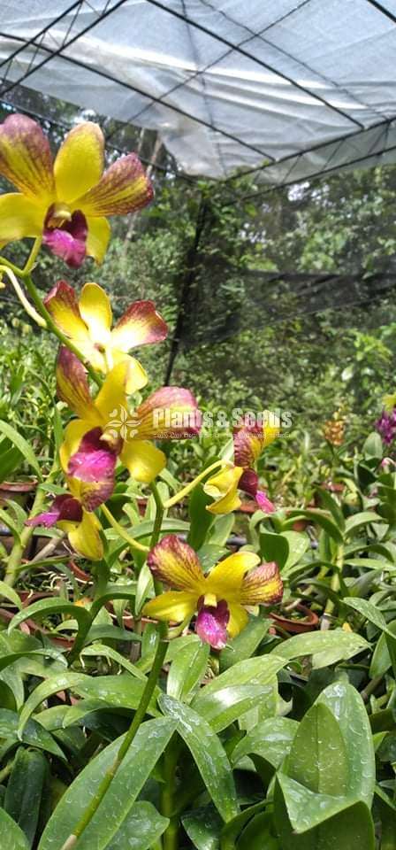 Dendrobium Orchid Plants