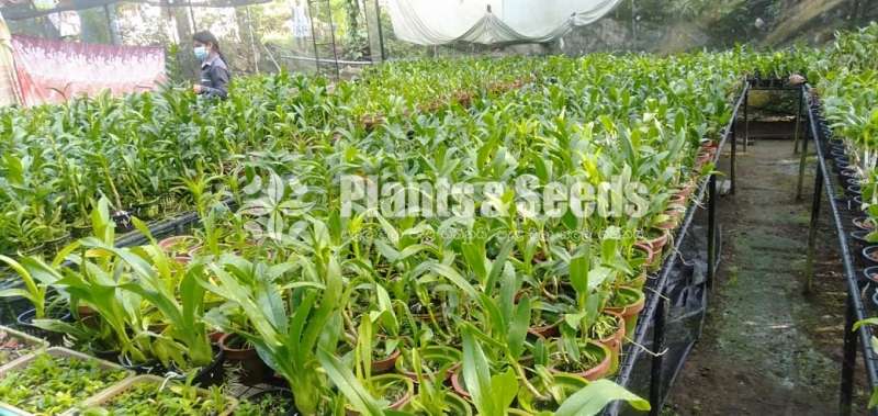 Dendrobium Orchid Plants