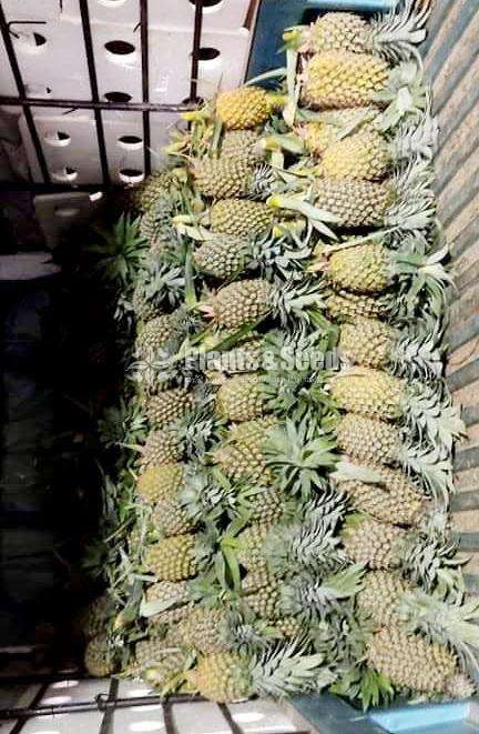 Pineapple -Home Delivery