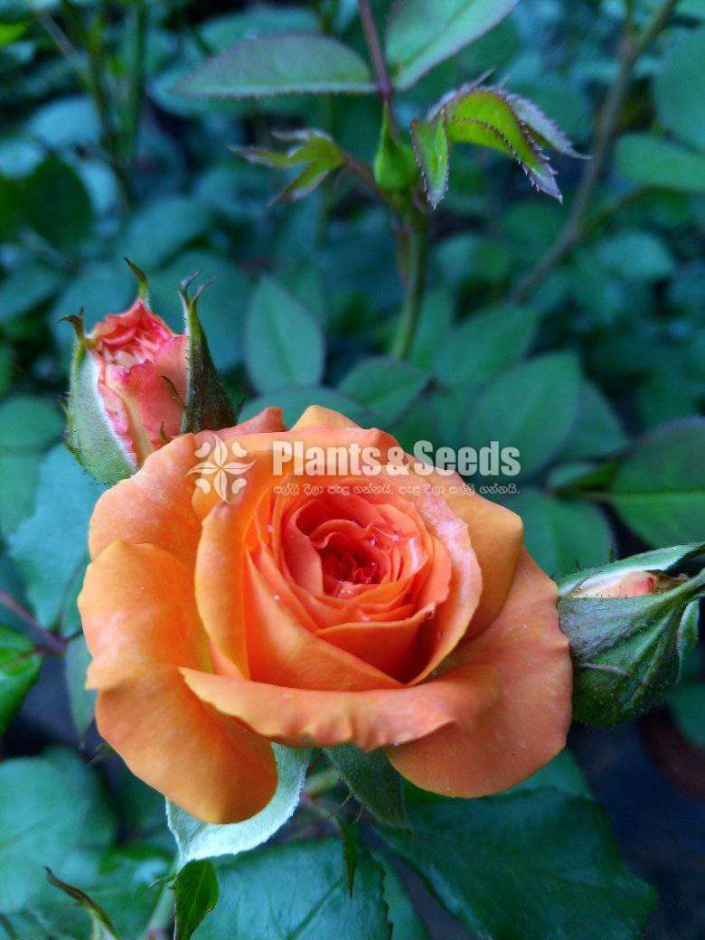 Roses