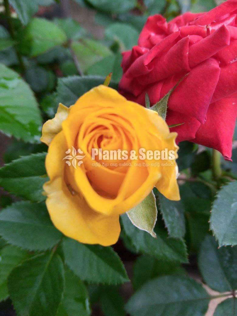 Roses