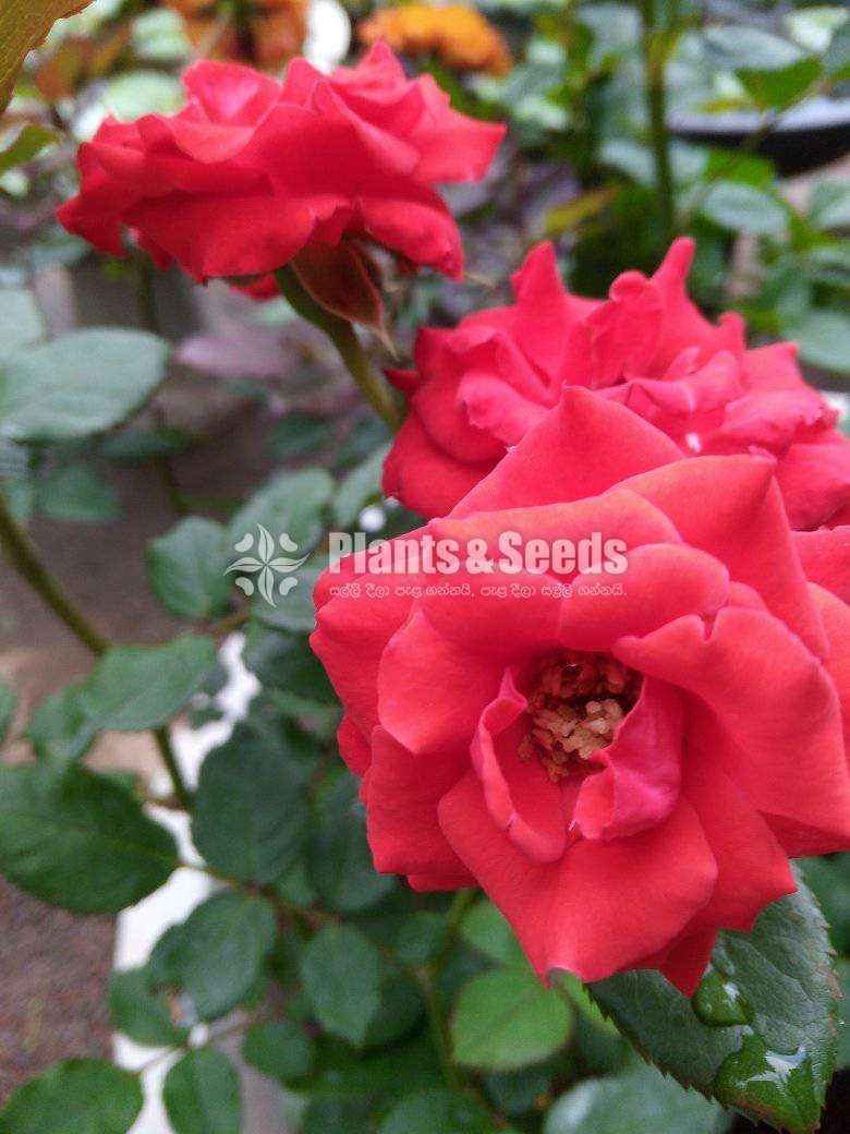 Roses