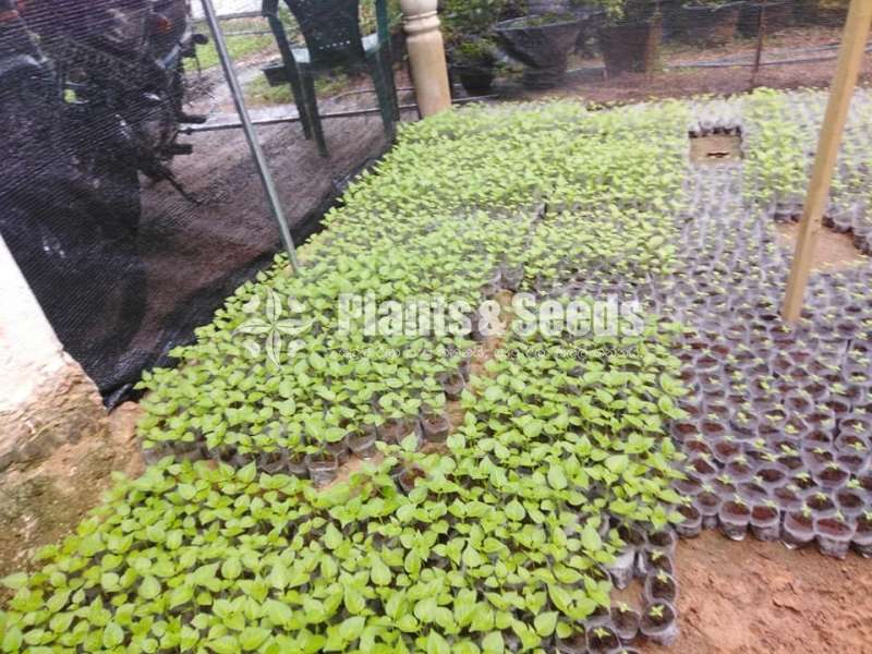 Scotch bonet Nimiris Plants(Dark Green)
