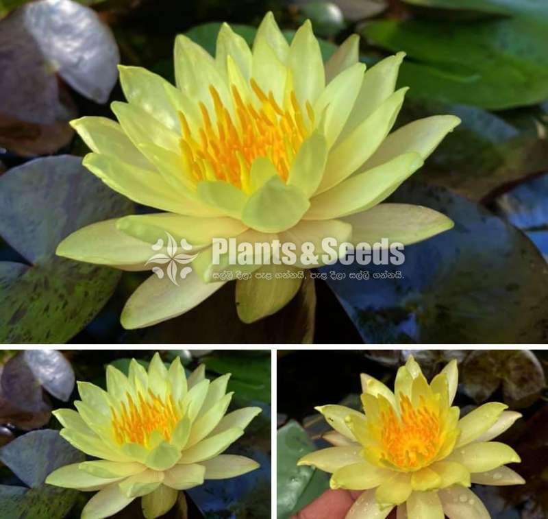 Red Leaf Yellow Water Plant