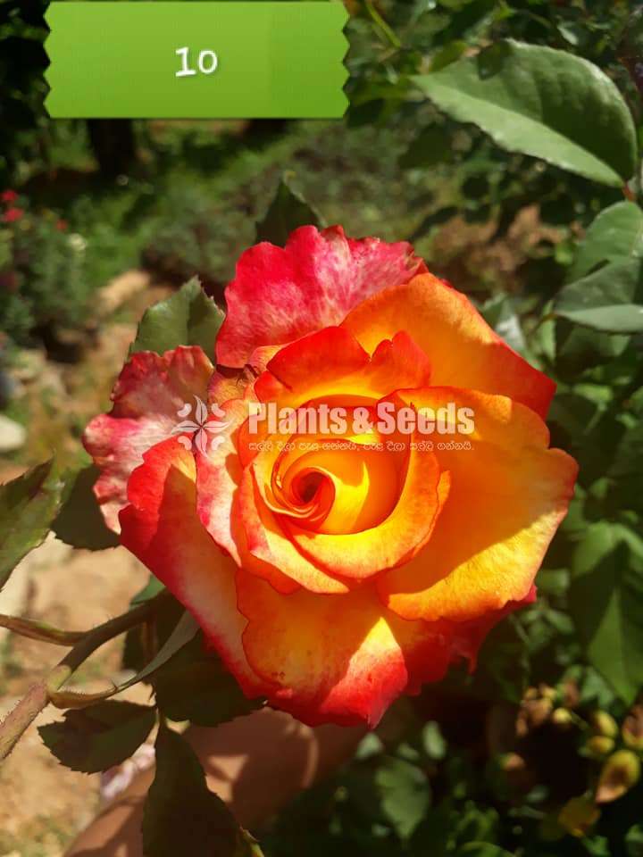 Roses