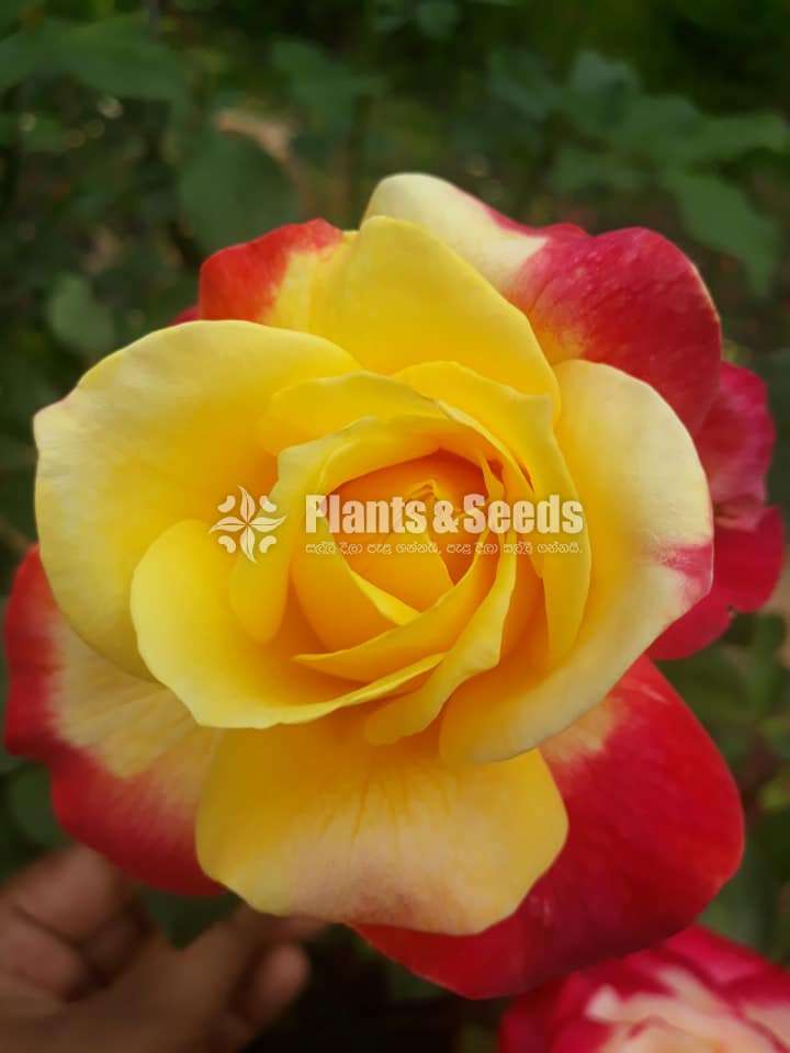 Roses