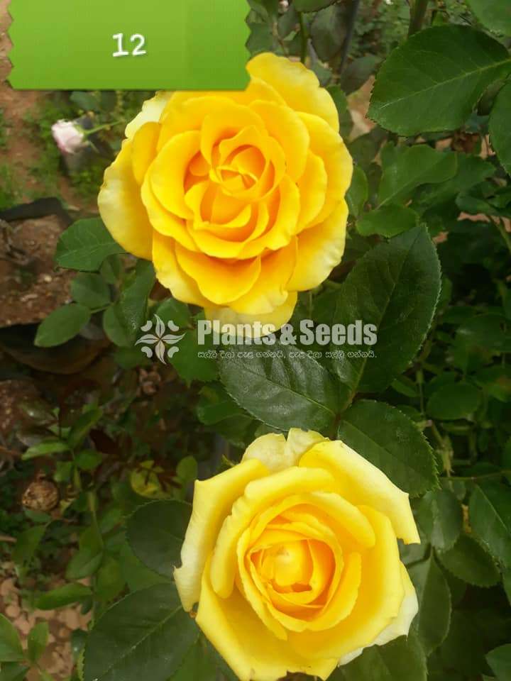 Roses