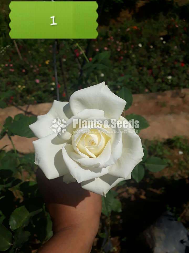 Roses