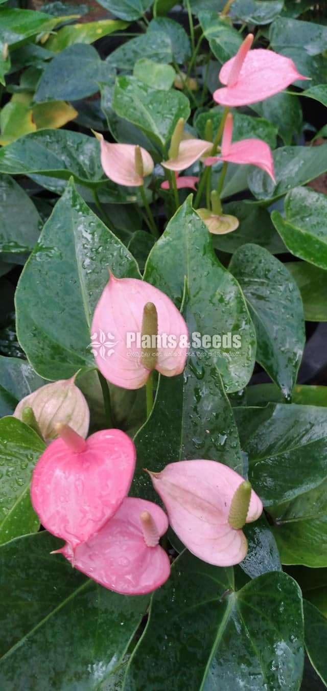 Lady Jane Anthurium Plants And Seeds