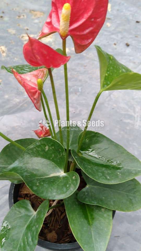 Ciera red Anthurium