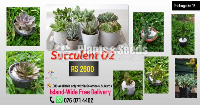 Succulent Package