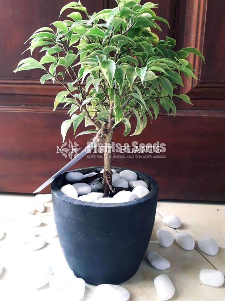 Benjamina (බෙන්ජමිනා)
