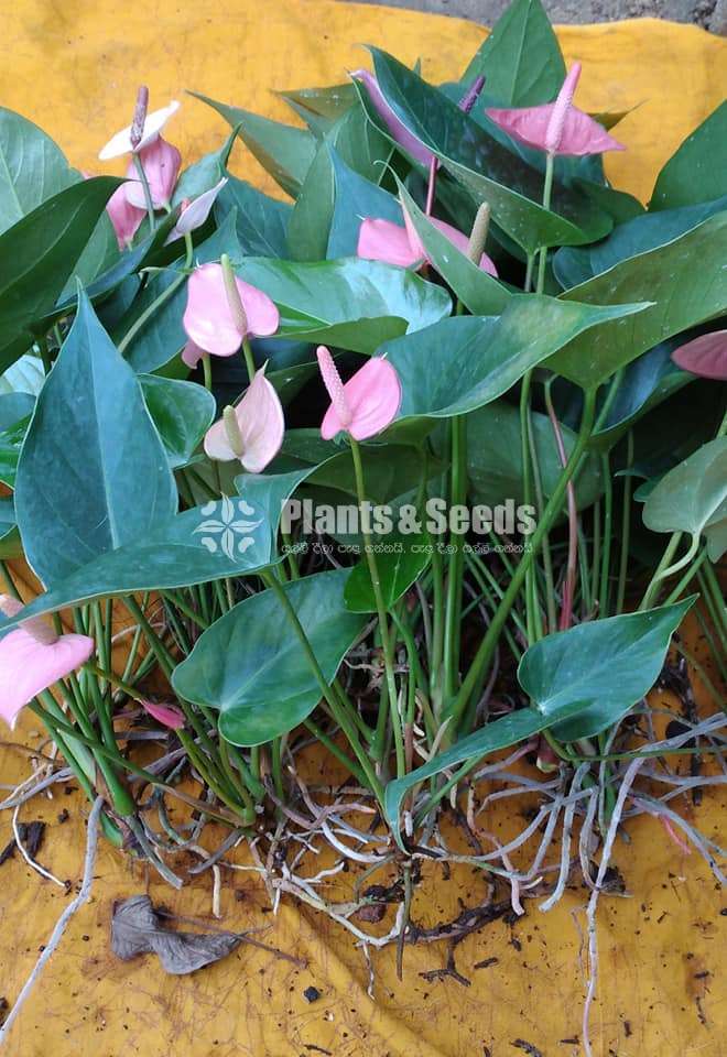 Anthurium Collection