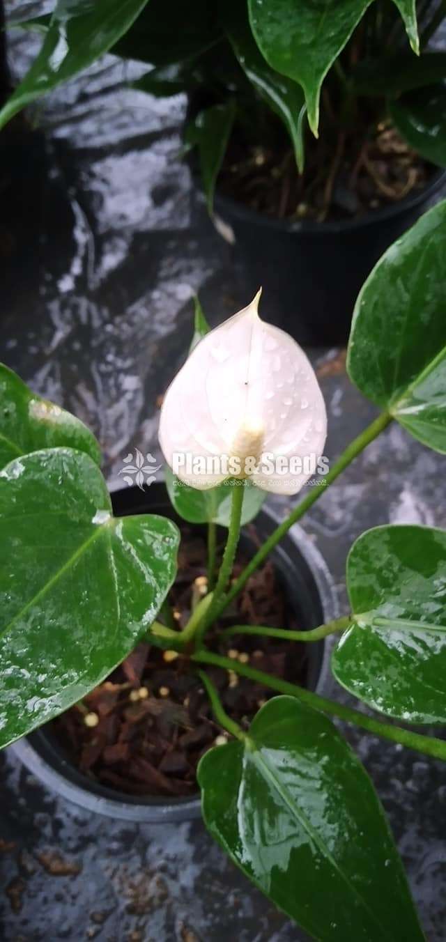 Anthurium Collection