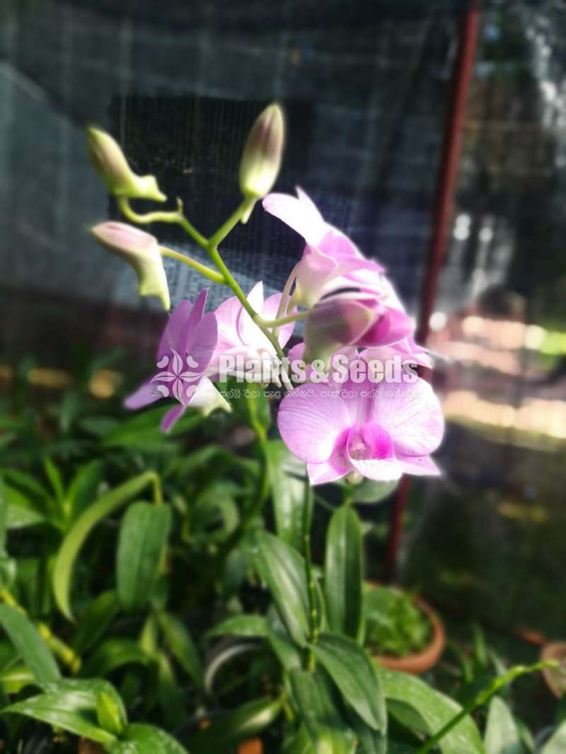 Dendrobium blooming size orchids