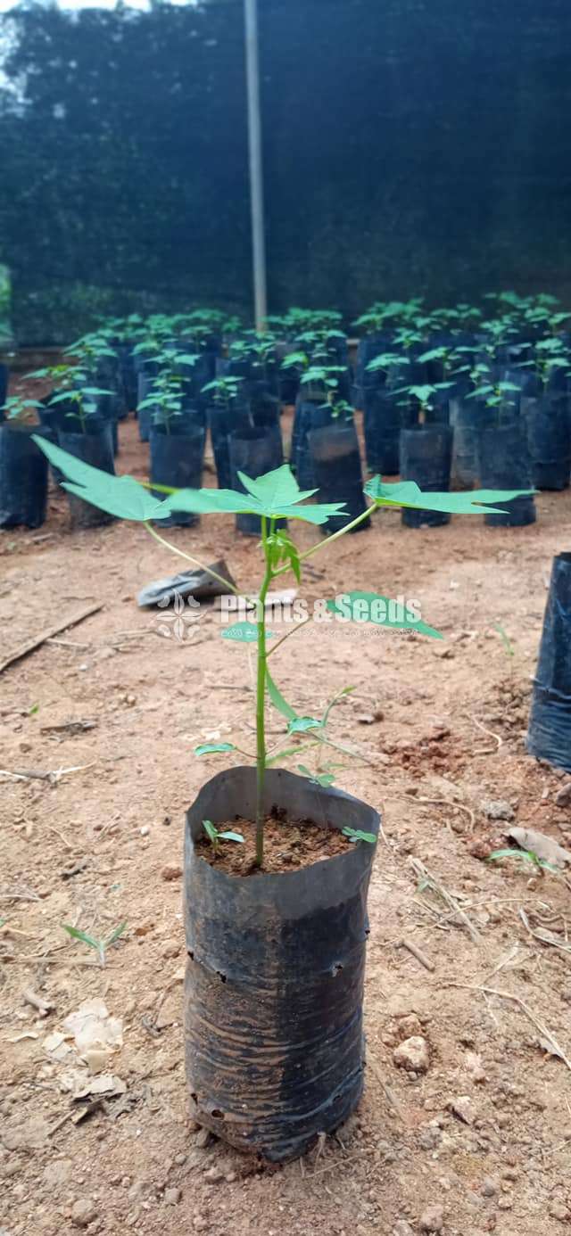 Papaya Plants ( දෙමුහුම් ගස්ලබු පැල )
