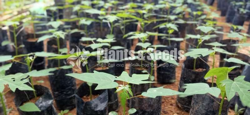 Papaya Plants ( දෙමුහුම් ගස්ලබු පැල )