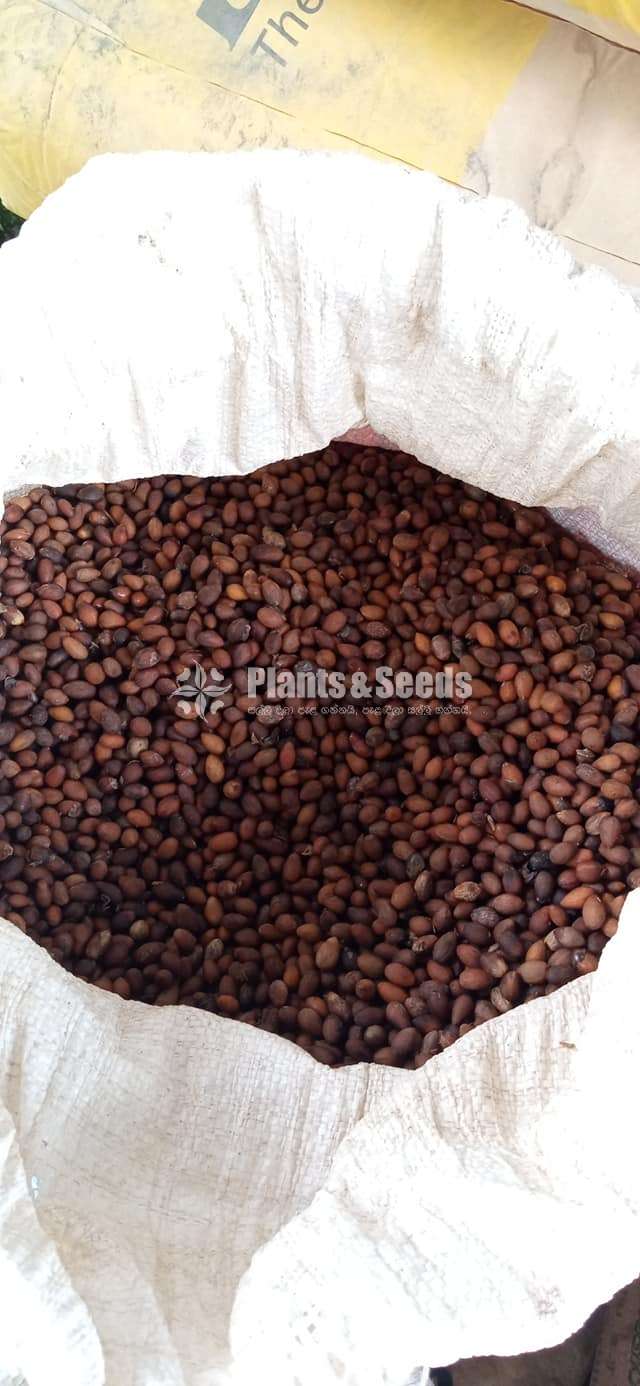 Cinnamon Seeds  (කුරුදු )