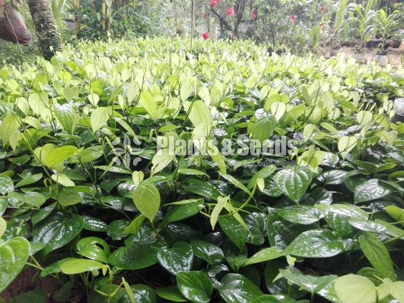 Black Pepper(ගම්මිරිස් )