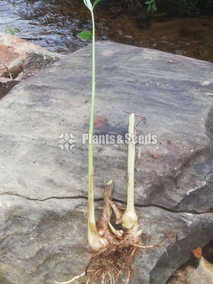 එන්සාල් ( කරදමුංගු) පැල (Cardamom)