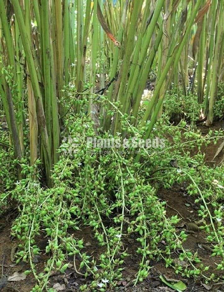 එන්සාල් ( කරදමුංගු) පැල (Cardamom)