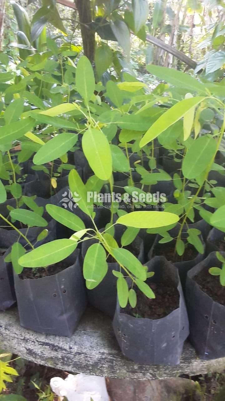 Pranajeewa (ප්‍රාණජීව පැල)